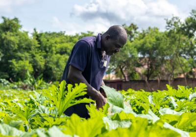 Farmer Harvesting Squash