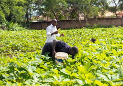 The Farm Manager in White and a Farmer Harvesting Crops