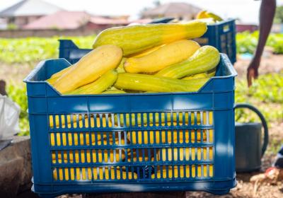 VVU Garden of Renown Makes First Harvest